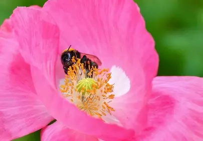 Vibrant Pink: Bumblebee's Macro World in a Poppy