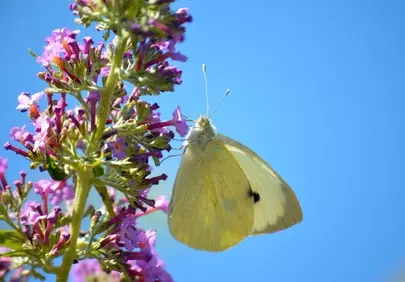 Vibrant Butterfly Bush: Little Cabbage White Against Blue Sky