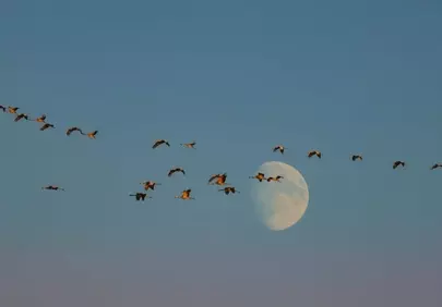 Enchanting Moonlit Flight: Birds Soaring at Dusk