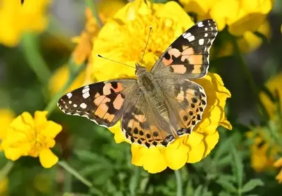 Vibrant Painted Lady Butterfly on Bright Yellow Marigold