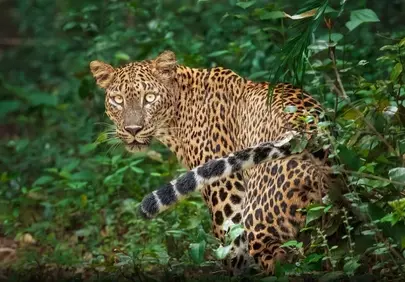 Mesmerizing Gaze: Leopard's Jungle Stealth Unveiled