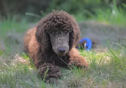 Charming Chocolate Poodle: Royal Aurelio's Grassy Gaze