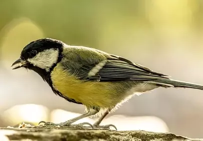 Vibrant Great Tit: Nature's Jewel in Stunning Detail