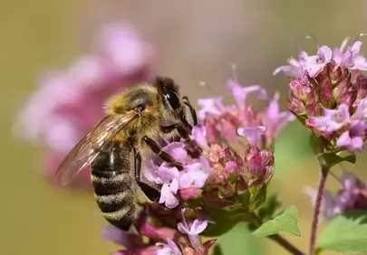Vibrant Macro: Honey Bee Pollinating Wildflowers