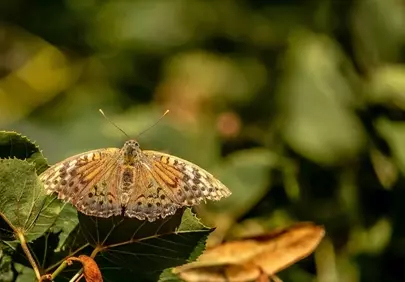 Stunning Pearl Moth: Nature's Delicate HD Wallpaper