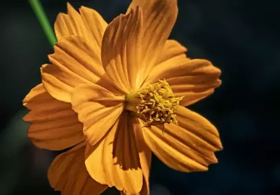 Vibrant Golden Hour Bloom: Nature's Delicate Masterpiece