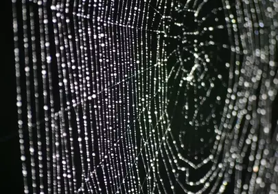 Sparkling Dewdrops Adorn a Delicate Spider Web at Dawn