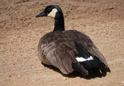 Serene Canadian Goose Rests on Sandy Beach