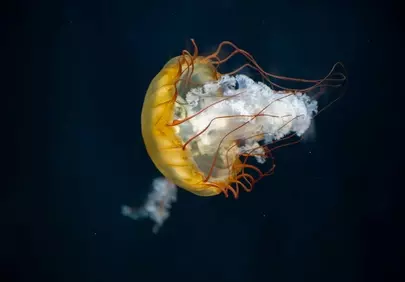 Mesmerizing Jellyfish: Ethereal Dance in Deep Waters