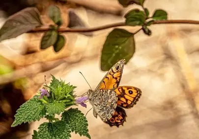 Vibrant Butterfly Savoring Nectar on a Wildflower
