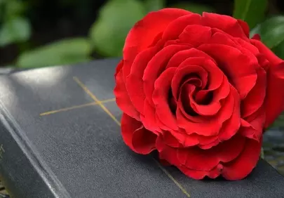 Vibrant Red Rose & Sacred Bible: Symbol of Faith & Love