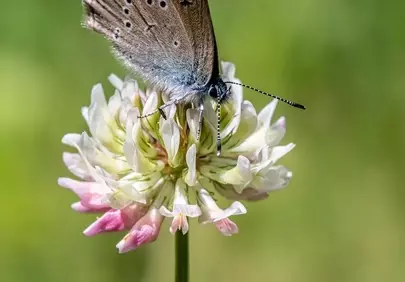 Enchanting Blue Butterfly on Clover in Macro Detail