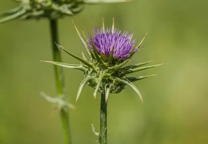 Vibrant Purple Milk Thistle Bloom in Lush Green Meadow