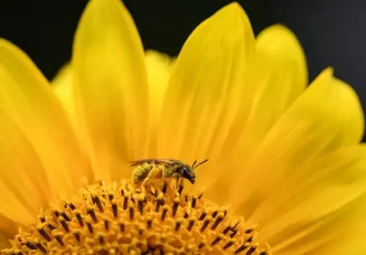 Vibrant Macro: Honey Bee on Golden Sunflower Bloom
