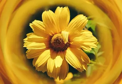 Vibrant Yellow Bloom: A Symphony of Petals in Sunlight