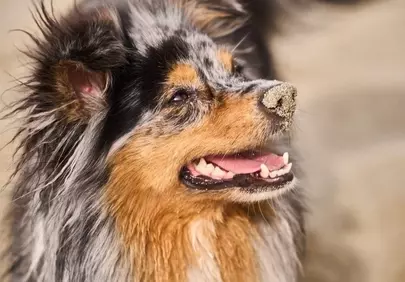 Charming Mini Australian Shepherd Portrait: Beach Day Fun