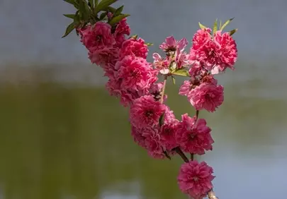 Vibrant Pink Peach Blossoms Reflecting Spring Serenity