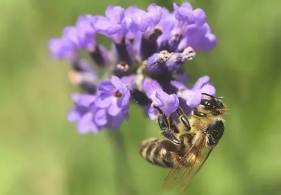 Vibrant Lavender: Bee's Pollination Dance in Spring