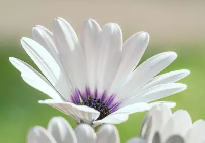 Stunning White Daisy Bloom: Nature's Delicate Beauty