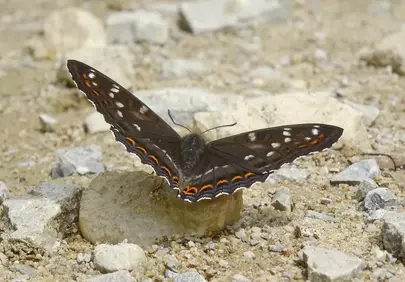 Stunning Black Butterfly: Nature's Intricate Earthy Beauty