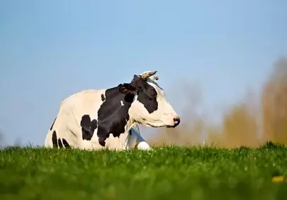 Idyllic Spring Rest: Holstein Cow in Green Pasture