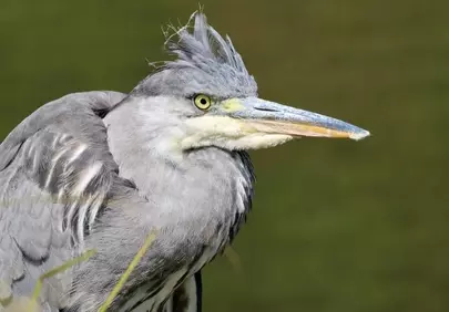 Majestic Heron Up Close: Nature's Graceful Waterfowl Portrait