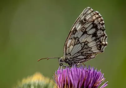 Stunning Macro: Chequered Butterfly on Purple Thistle