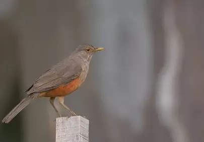 Vivid Zorzal: A Glimpse of Wild Nature's Serenity