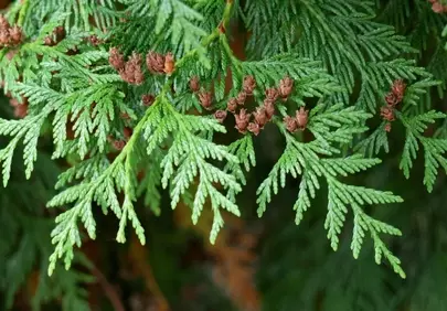 Vibrant Green Arborvitae: Nature's Lush Evergreen Hedge
