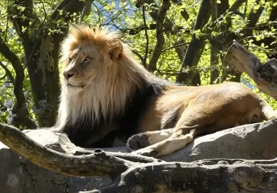 Majestic Lion Rests in Sunny Spring Foliage