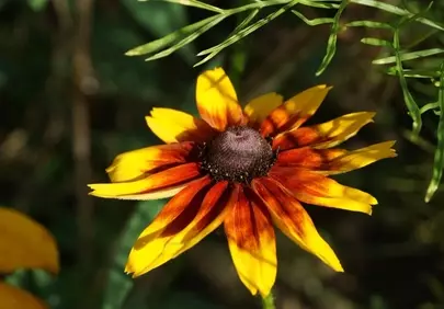 Vibrant Rudbeckia: A Dazzling Bloom in Golden Hues
