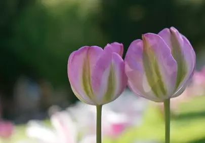 Vibrant Pink Tulips: Spring's Delicate Embrace