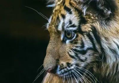 Captivating Gaze: Close-up of a Young Tiger Cub's Profile