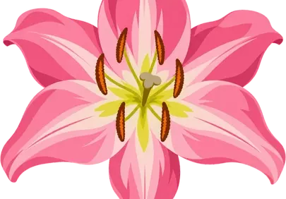 Vibrant Pink Lily Bloom: Delicate Summer Beauty