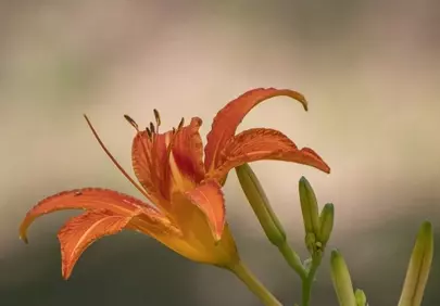 Vibrant Orange Daylily Blossom in Summer Garden