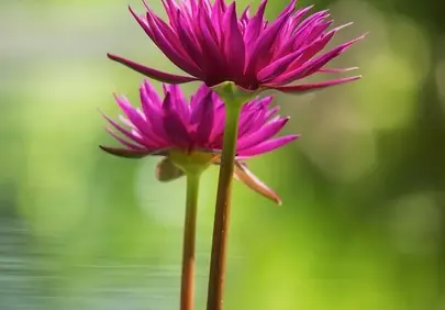 Vibrant Pink Lotus Bloom: Serene Pond Beauty