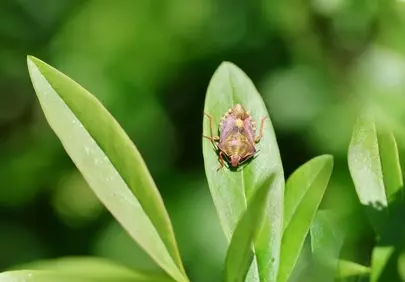 Vibrant Macro: Purple Shield Bug on Lush Green Leaf
