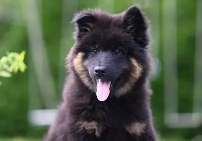 Adorable Eurasier Puppy: Fluffy Joy in Nature