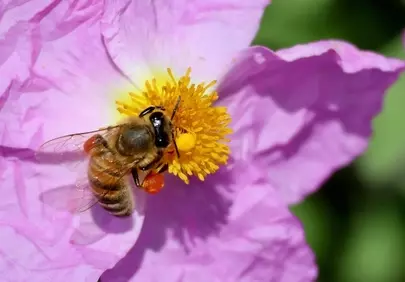 Vibrant Purple Rockrose: Busy Bee Collecting Golden Pollen
