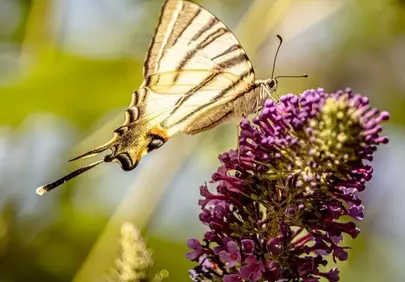 Vibrant Swallowtail Butterfly on Purple Blooms