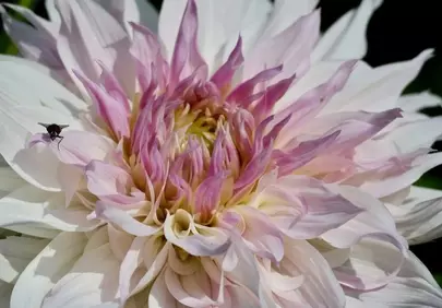 Stunning Dahlia: Pink & White Petals in Macro Detail