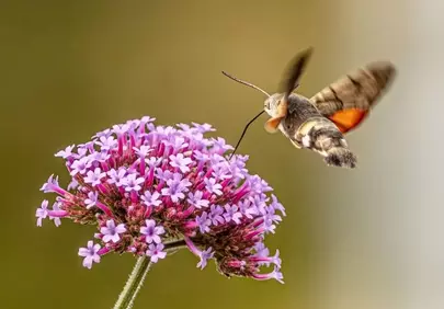 Hummingbird Hawk-Moth in Action: Nectaring on Purple Verbena