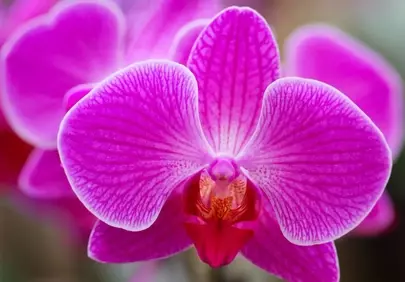 Vibrant Pink Orchid: A Close-up of Nature's Delicate Beauty