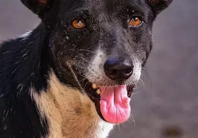 Joyful Pup: Black and White Dog's Playful Grin