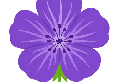 Vibrant Purple Geranium Blossom on Black