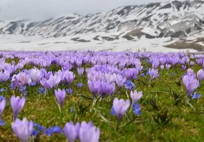 Breathtaking Crocus Bloom: Mountain Spring Awakening