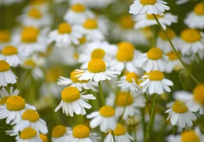 Vibrant Chamomile: A Field of Medicinal Serenity