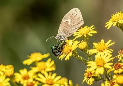 Vibrant Macro: Butterfly and Beetle on Golden Flowers
