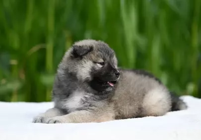 Adorable Fluffy Eurasier Puppy Resting on Green Grass