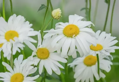 Vibrant Daisy Bloom: A Symphony of White and Yellow in Nature's Embrace